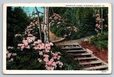 1932 Monroe County PA Mountain Laurel Flowers Tichnor Linen Postcard