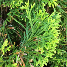 Thuja occidentalis Smaragd Evergreen Outdoor White Cedar Hedging Plants in