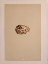 Vintage Golden Plover Egg Bookplate Original 1890s Chromolithograph UK