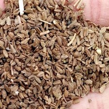 Edible Carrot Seeds Gajar K Beej Fresh Ground Indian harbs FREE SHIP- 50 gram