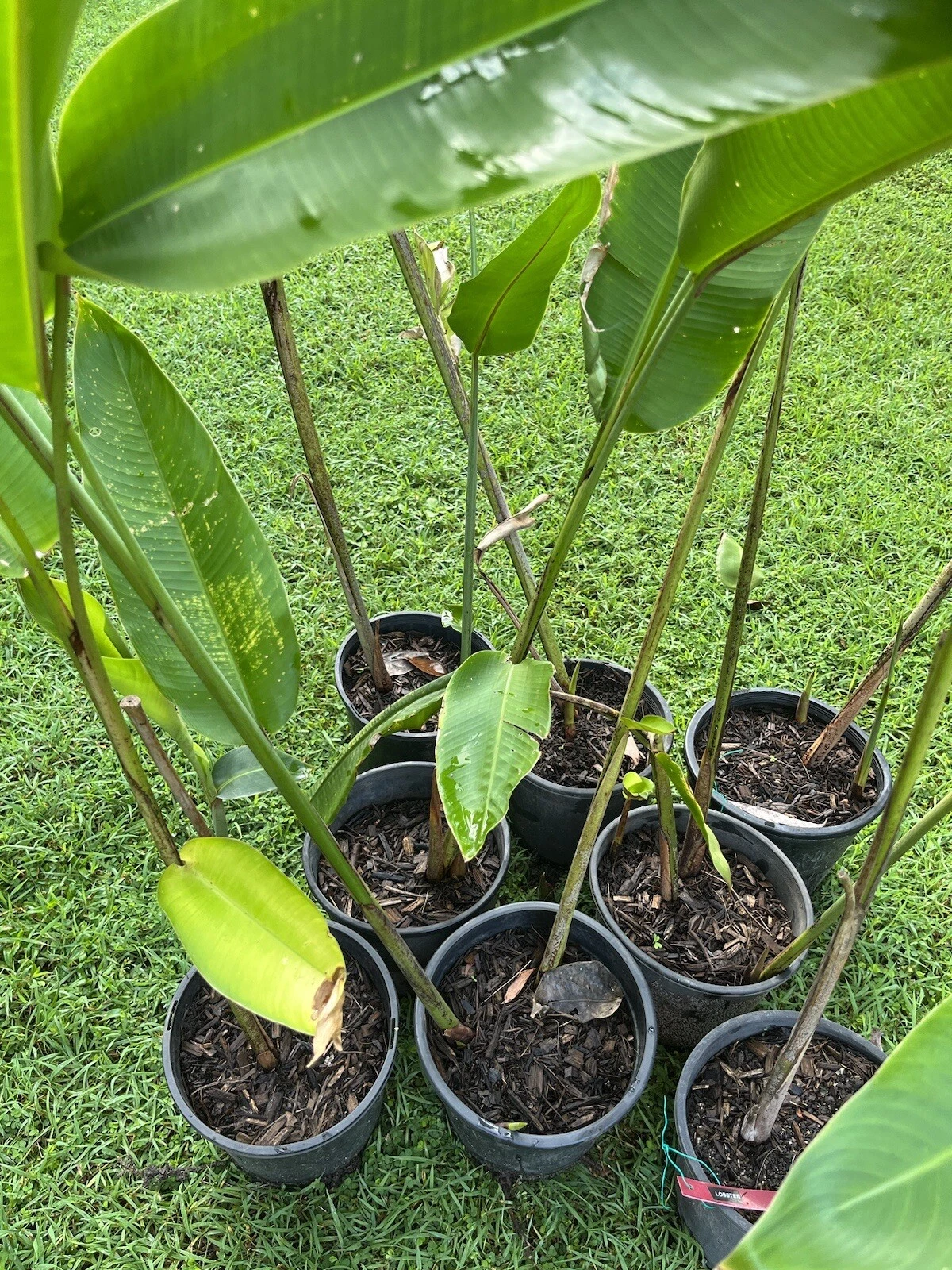 Picture 4 of 11