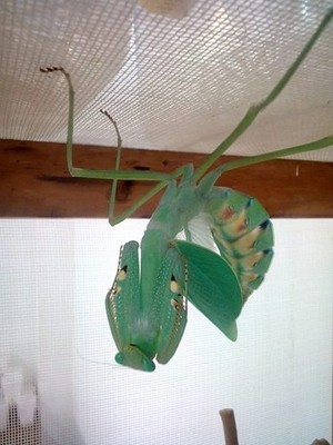 macromantis hyalina giant amazon mantis L1 entomology collection