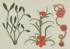 Postcard Kew Parasitic Plants: Mistletoe, Asiatic Witchweed, European Dodder MNT
