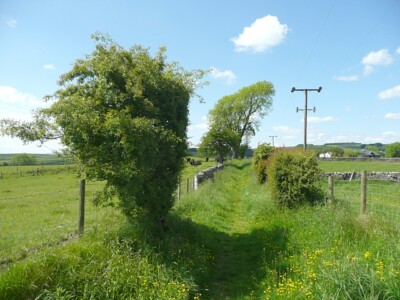 Foto 6x4 Mucky Lane, Rylstone Flotten Ein grasbewachsener Weg mit Wildblumen und um 2009