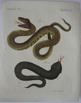 Amphibien Schlangen Snake Viper Wasserviper  Kolor Kupferstich Bertuch 1800
