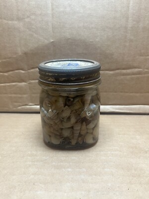 Vintage Kerr Self Sealing Half Pint Wide Mouth Mason Jar. FILLED WITH SHELLS.