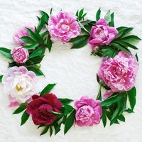 20 Servietten Blossom Wreath BlüTen Im Kranz Pfingstrosen Blumen Garten 33X33Cm