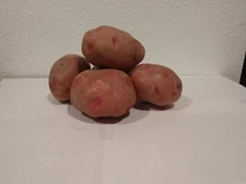 Viking - 2 lbs pounds- Certified Whole Seed Potatoes for Spring
