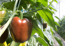 25 Chocolate Beauty Bell Pepper seeds, NON-GMO, Heirloom.