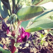 Broad Bean 'Crimson Flowered' Heritage Seeds - Packs of 30, 60 or 300 Seeds