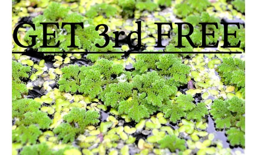 5500+ Azolla  & Duckweed mix Plants NO PARASITES Pond Aquarium  BUY 2 GET 1 FREE