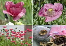 Afghan Poppy | Giant Poppy | 2g  - 6,000+ Seeds | Same Day Dispatch