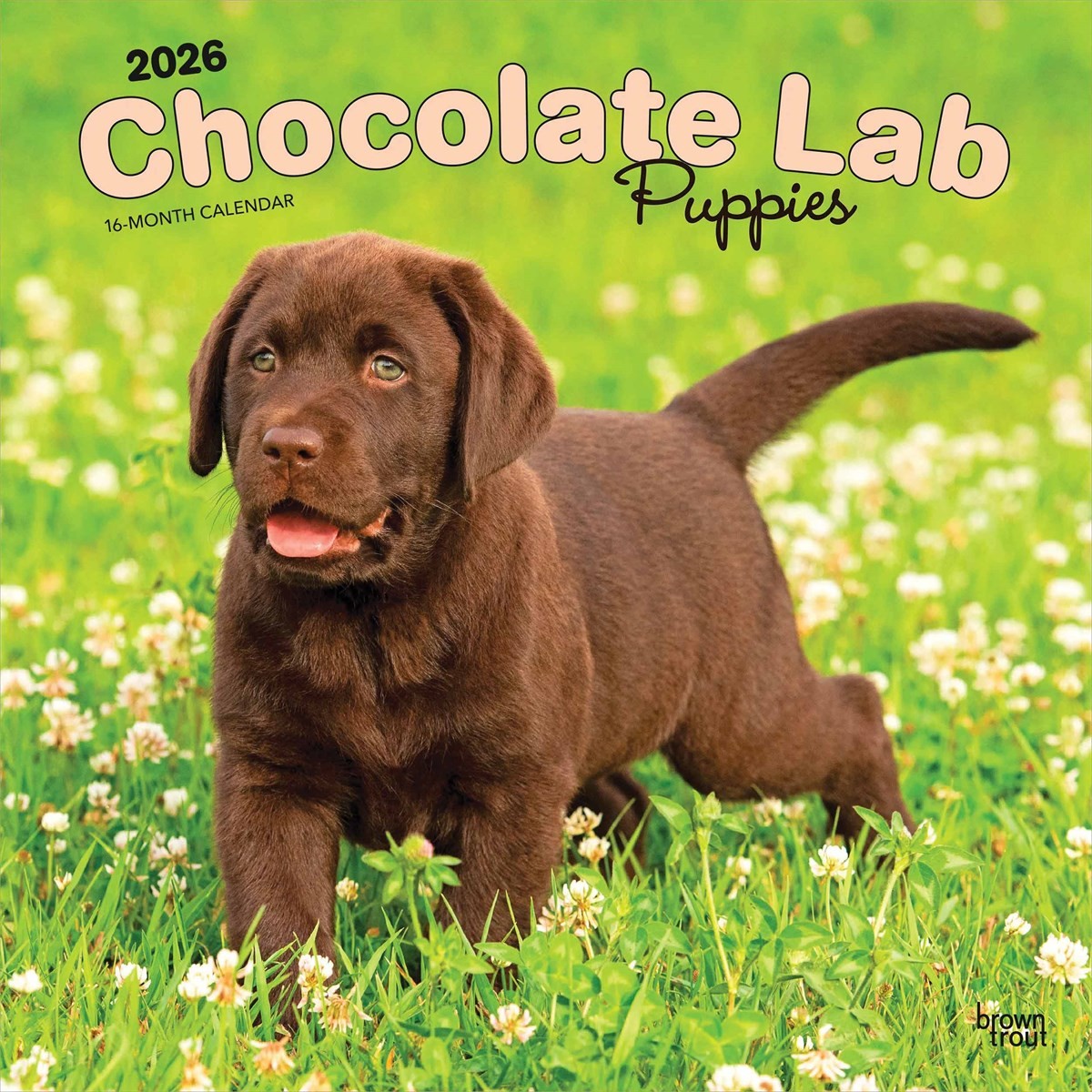 Chocolate Lab Puppies Calendar 2026, Wall Calendars, Month To View, Dogs, Gift