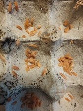 15 Porcellionides Pruinosus Powder Orange Isopods Free Shipping