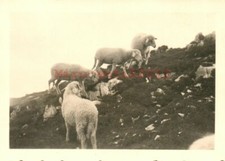 Foto, AUT Jun. 1942: Bergschafe grasen auf dem "Sarstein" (MB)21271