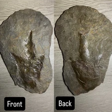 Insane Fossil Jurassic Theropod Dinosaur Track Visible Both Sides Of Slab Claws!