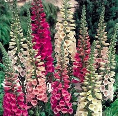 Dwarf Foxglove Seeds, Mixed Foxgloves, Heirloom Flower Seeds