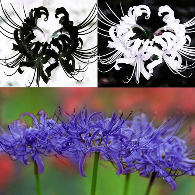 5 Pcs Seed Bulbs Blue Lycoris Radiata Spider Lily Lycoris Bulb Flower 