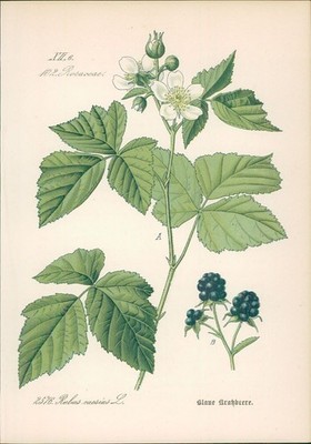 Chromolithographie : Blaue Kratzbeere. Kratzbeere. Rubus caesius L. Rosaceae. Sy