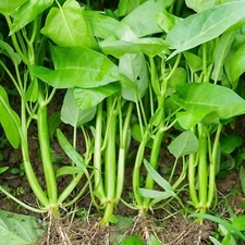 Water Spinach 'Kong Xin Cai' Seeds – 120 Seeds – Non-GMO Asian Leafy Green
