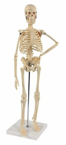 Esqueleto Humano Articulado Con Detalles Anatomicos 45cm En