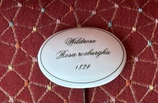 Rosen Porzellan Steckschild - Wildrose `Rosa roxburghii´ 1824
