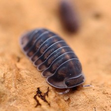 Cubaris Happy Nun    10ct LIVE isopods - bioactives, insects, reptile, plants