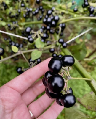 100 + Samen Schwarzer Nachtschatten Solanum nigrum Samenfest