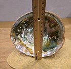 Natural Abalone Shell 8 Inch Trinket Dish Bowl Ocean Mother of Pearl Garden — photo 3
