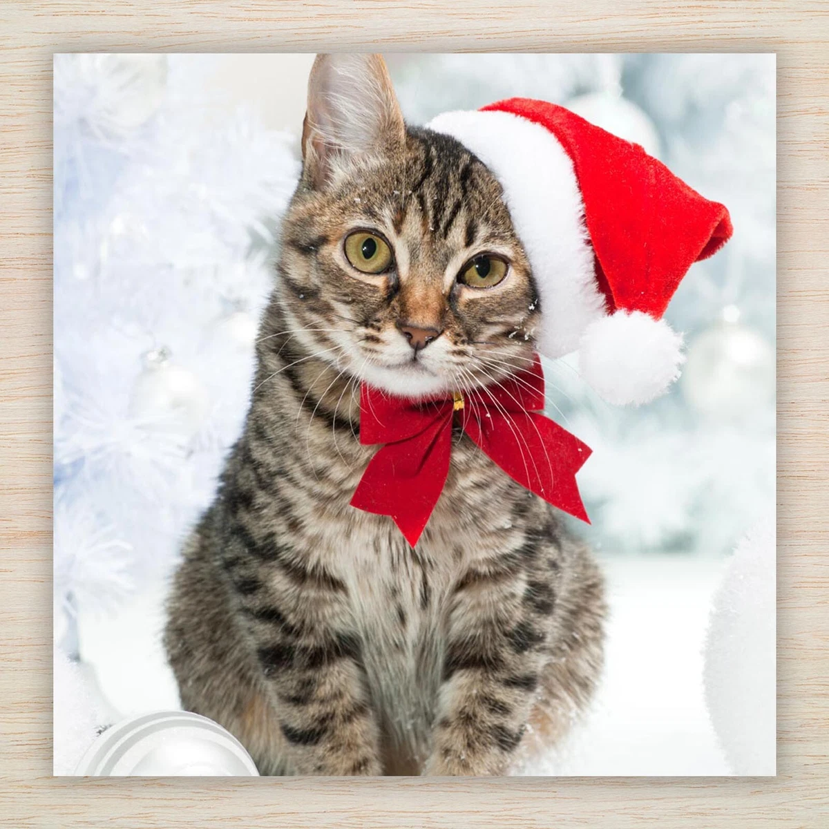 Tabby cat best sale cute