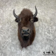 #30026 E | American Buffalo Bison Taxidermy Shoulder Mount For Sale