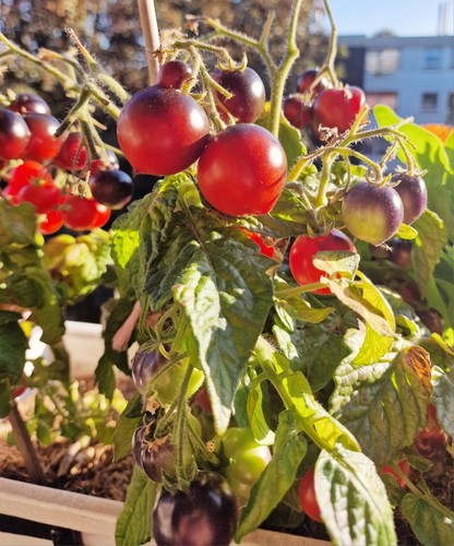 Set de semillas de tomate 3 variedades "Tomate azul de habitación" "Lille Lise" "Vilma" tomates enanos - Imagen 6 de 17