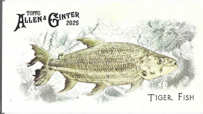 2025 TOPPS ALLEN AND GINTER MINI 50 FISH FROM GLOBAL WATERS #FGW39 - TIGER FISH