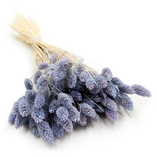 Getrocknete Phalaris - Kanarienvogel - (Kanarienvogel) - Blue Jeans