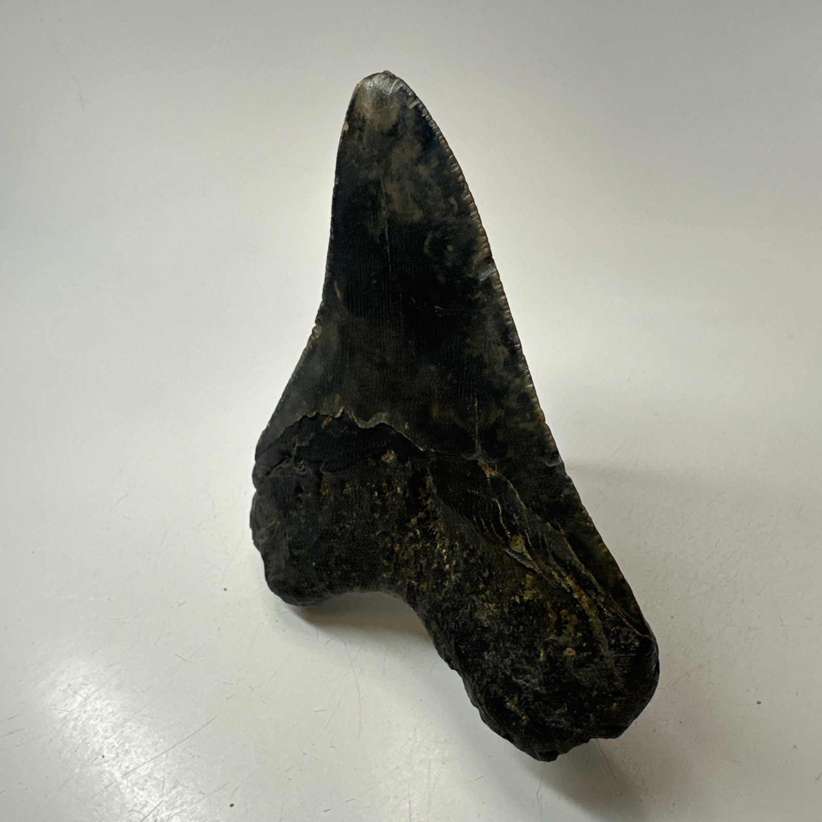 Megalodon Shark Tooth 4.14 Inch - Colorful - Natural Fossil - Authentic 19769