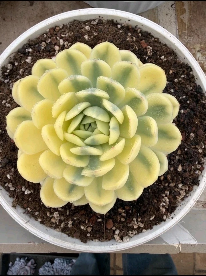 Echeveria raspberry ice variegated nice Succulent plant 22
Opens in a new window or tab