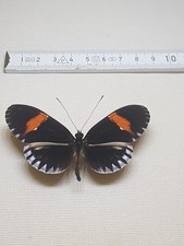 Heliconius Melpomene Hybrid M&auml;nnchen 4.Form