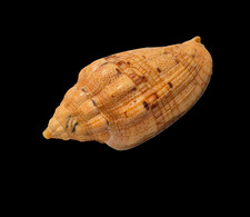 Conchiglia Shell VOLUTA POLYPLEURA Honduras 58,6 mm # (861)