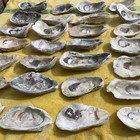 Lot of 28 Polished Atlantic Oyster Shells  3.75 To 5.25 Inch Long Craft Art — photo 7