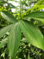 Organic Shadow Dried Insulin Plant Leaves Costus Igneus Thebu Ceylon 100 Pure