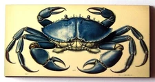 Blue Crab FRIDGE MAGNET scientific illustration (2 x 4 inches, wood)