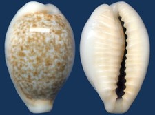 Shell Eclogavena dayritiana Seashell