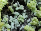 1.25kg Plumbogummite/Pyromorphite minerals specimens,Guangxi,China!