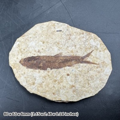 Eozän Fossil Fisch in Matrix - echtes prähistorisches Wirbeltier - USA - natürlich