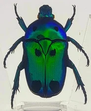 38mm Real Flower Chafer Beetle in Clear Resin Preserved Heterorrhina Sexmaculata