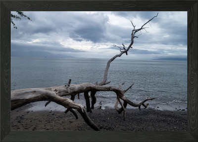 Gefallener Baum Ast Meer Gerahmtes Wandbild Poster Leinwandbild Bild