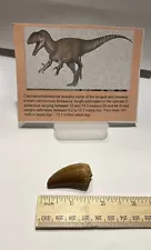 Tyrannosaurus T REX 1.5” African Carcharodontosaurus REAL FOSSIL CS27