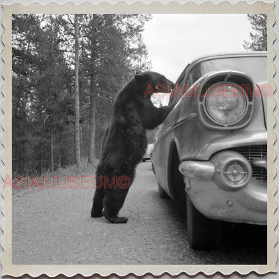 Photo Vintage Ours Noir – Parc National Yellowstone – Wyoming Montana – Années 1950