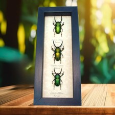 Metallic Stag Beetle Collection Real Framed B...
