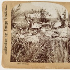Wild Duck Taxidermy Exhibit Stereoview c1897 Griffith Bird Animal Museum H1270